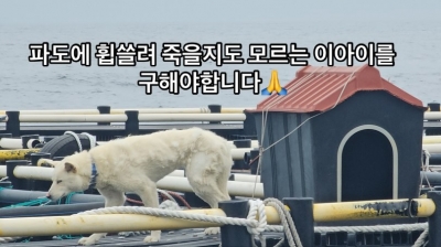 "당장 구해야 합니다"…바다 위 양식장에 진돗개 포착 [영상]