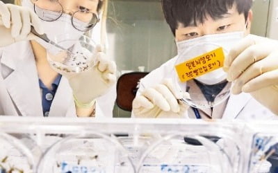 대구에서 올해 첫 일본뇌염 매개하는 작은빨간집모기 발견